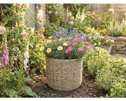 Gevlochten plantenmand met gele en roze madeliefjes en lavendel in een lichte tuin met rozen en vingerhoedskruid.