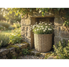 Gevlochten plantenmand met witte margrieten geplaatst in een nis van een natuurstenen muur in een lichte tuin.
