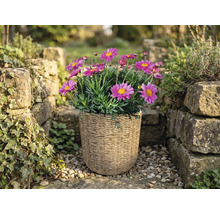 Roze margrieten in een gevlochten plantenmand in een lichte tuin tussen stenen muren.