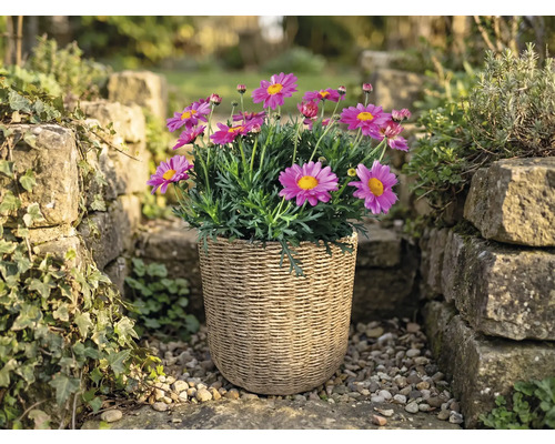 Roze margrieten in een gevlochten plantenmand in een lichte tuin tussen stenen muren.