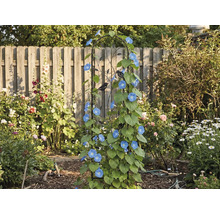 Zwart metalen klimplantenrek met vogelsilhouetten, begroeid met blauwe klimplanten in een tuin voor een houten schutting.