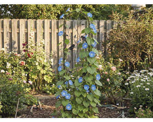 Zwart metalen klimplantenrek met vogelsilhouetten, begroeid met blauwe klimplanten in een tuin voor een houten schutting.