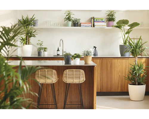 Lichte moderne keuken met kookeiland van hout, twee rotan barkrukken en diverse kamerplanten in sierpotten op aanrechten.