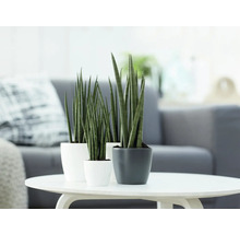 Drie Sansevieria cylindrica kamerplanten in keramieken potten op een salontafel in een lichte, moderne omgeving.