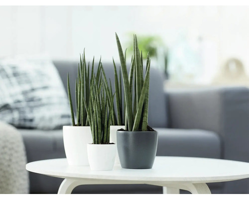 Drie Sansevieria cylindrica kamerplanten in keramieken potten op een salontafel in een lichte, moderne omgeving.
