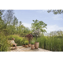 Houten terras aan een vijver met een kind in een stoel en diverse planten in ronde, beige bloempotten, omringd door hoog gras en bomen.
