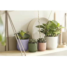 Kamerplanten in geribbelde sierpotten in paars, groen, roze en wit op een houten plank in een lichte, georganiseerde omgeving.