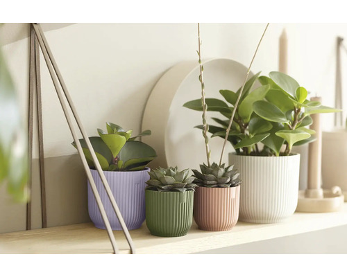 Kamerplanten in geribbelde sierpotten in paars, groen, roze en wit op een houten plank in een lichte, georganiseerde omgeving.