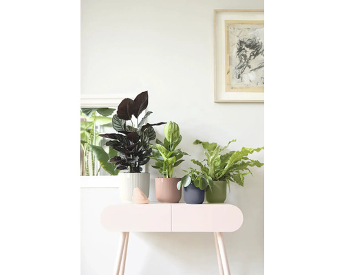 Diverse kamerplanten in geribbelde sierpotten op een bijzettafel in een lichte kamer.