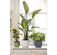 Drie kamerplanten, waaronder een Strelitzia en een Calathea, in geribbelde potten op een lichte vensterbank voor een wit kozijn.