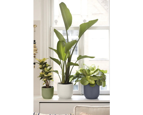 Drie kamerplanten, waaronder een Strelitzia en een Calathea, in geribbelde potten op een lichte vensterbank voor een wit kozijn.