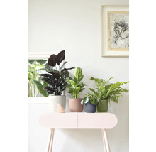 Diverse kamerplanten in geribbelde sierpotten op een bijzettafel in een lichte kamer.