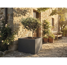 Olijfboom in een grote grijze vierkante plantenbak op een stenen terras voor een rustieke natuurstenen muur met rozen.