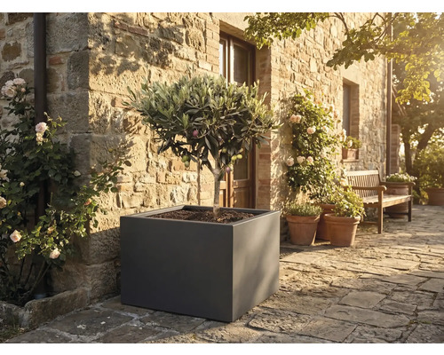 Olijfboom in een grote grijze vierkante plantenbak op een stenen terras voor een rustieke natuurstenen muur met rozen.