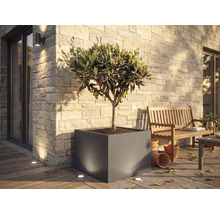 Grote vierkante plantenbak met olijfboom op een licht terras met een stenen muur, houten bank en grondspots.