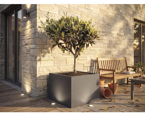 Grote vierkante plantenbak met olijfboom op een licht terras met een stenen muur, houten bank en grondspots.