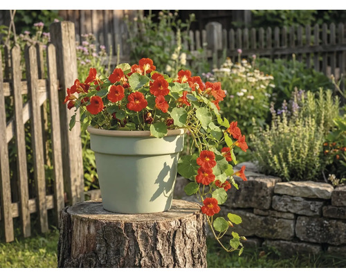 Lichtgekleurde keramieken bloempot op een boomstam in een tuin, gevuld met bloeiende Oost-Indische kers.
