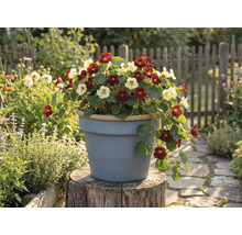Oost-Indische kers in donkerrood en crème bloeiend in een grijze bloempot op een boomstam in een lichte tuin met een houten hek.
