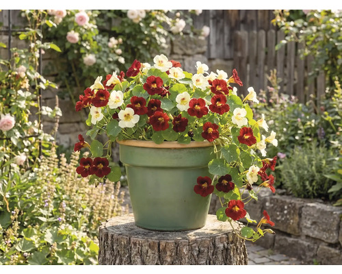 Oost-Indische kers met rode en lichte bloemen in een ronde bloempot op een boomstam in een tuinomgeving.