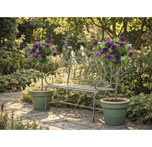 Metalen tuinbank tussen twee paarse stamrozen in groene potten op een licht stenen terras.