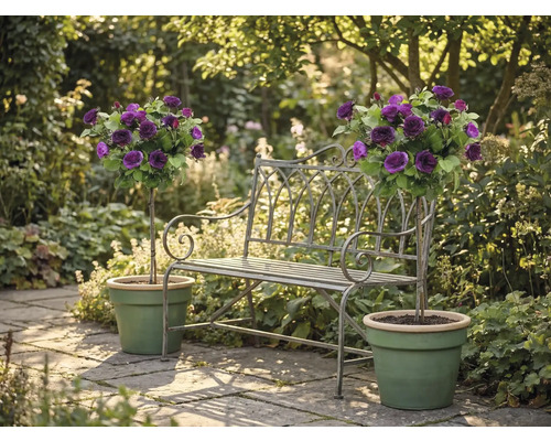 Metalen tuinbank tussen twee paarse stamrozen in groene potten op een licht stenen terras.