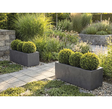 Twee grijze rechthoekige plantenbakken met buxusbollen in een lichte tuin met een stenen pad en grassen.