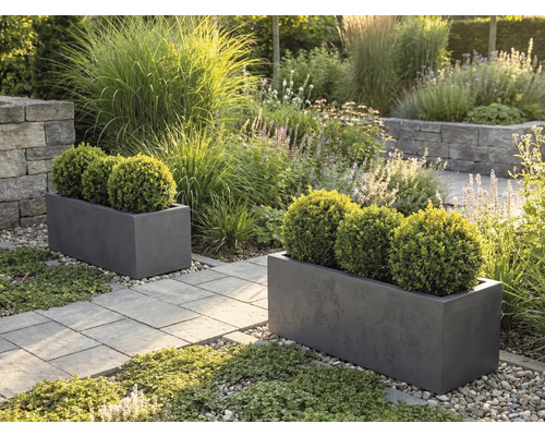 Twee grijze rechthoekige plantenbakken met buxusbollen in een lichte tuin met een stenen pad en grassen.