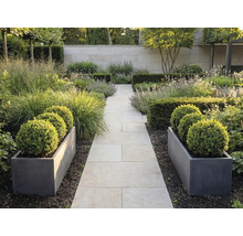 Moderne tuin met licht stenen pad, donkergrijze plantenbakken met buxusbollen, grassen en hagen voor een stenen muur.