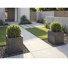 Modern tuinontwerp met twee vierkante plantenbakken, buxusstruiken, betonnen pad en grind.