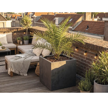 Grote vierkante plantenbak in antraciet met een palmboom op een licht, georganiseerd dakterras met houten terrasplanken en een bakstenen muur.