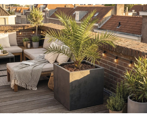 Grote vierkante plantenbak in antraciet met een palmboom op een licht, georganiseerd dakterras met houten terrasplanken en een bakstenen muur.