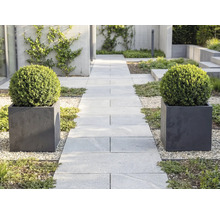 Moderne tuin met een lichtgrijs pad van tegels, geflankeerd door twee vierkante plantenbakken met ronde buxusbollen op licht grind.