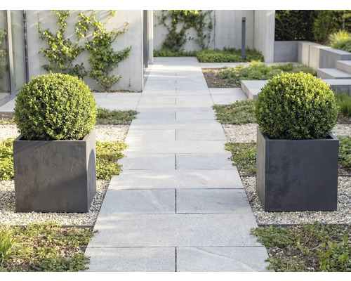 Moderne tuin met een lichtgrijs pad van tegels, geflankeerd door twee vierkante plantenbakken met ronde buxusbollen op licht grind.