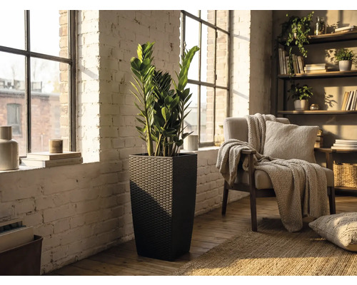 Hoge vierkante plantenbak in donkere rotanlook met een Zamioculcas-plant in een lichte woonkamer met witte bakstenen muur.