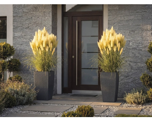 Twee hoge plantenbakken met gevlochten structuur en pampasgras naast een moderne voordeur met stenen muur.