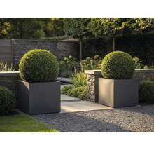 Twee grote antracietkleurige vierkante plantenbakken met bolvormige buxus in een moderne tuin met stenen muur en grindpad.