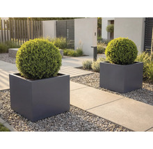 Twee vierkante donkergrijze plantenbakken met bolvormige groene struiken op een modern tuinpad met betonplaten en grijs grind.