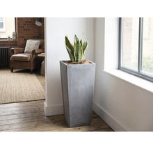 Hoge, vierkante plantenbak in grijze betonlook met Sansevieria in een lichte, modern ingerichte woonkamer naast een raam.