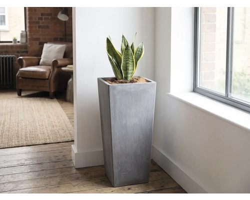 Hoge, vierkante plantenbak in grijze betonlook met Sansevieria in een lichte, modern ingerichte woonkamer naast een raam.