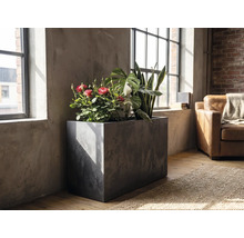 Rechthoekige plantenbak met betonlook gevuld met kamerplanten zoals rozen en sansevieria in een lichte kamer met een industrieel design bij raam.