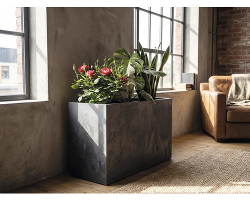 Rechthoekige plantenbak met betonlook gevuld met kamerplanten zoals rozen en sansevieria in een lichte kamer met een industrieel design bij raam.