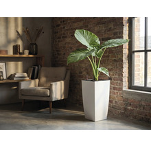 Hoge vierkante plantenbak met grootbladige plant in een lichte kamer met bakstenen muur, fauteuil en raam.