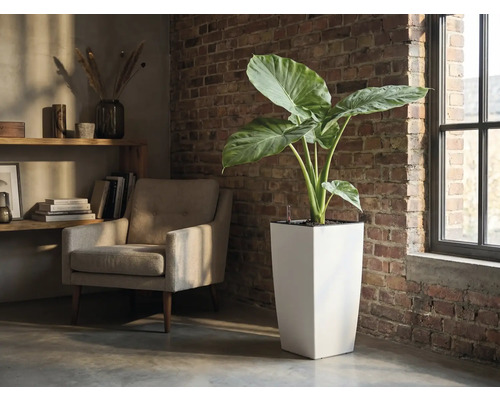 Hoge vierkante plantenbak met grootbladige plant in een lichte kamer met bakstenen muur, fauteuil en raam.