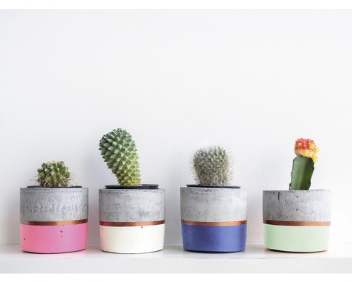 Vier cactussen in cementpotten met kleuraccenten