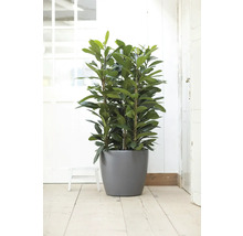 Grote groenblijvende kamerplant in een grijze ronde plantenpot op een houten vloer in een lichte kamer.