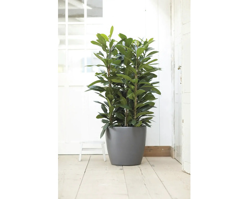 Grote groenblijvende kamerplant in een grijze ronde plantenpot op een houten vloer in een lichte kamer.