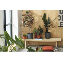 Kamerplanten zoals een rubberboom en begonia in grijze en terracotta potten op een houten bank voor een houten wand.