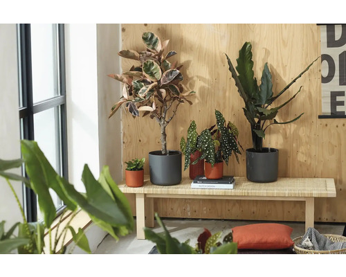 Kamerplanten zoals een rubberboom en begonia in grijze en terracotta potten op een houten bank voor een houten wand.