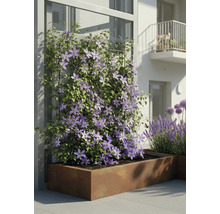 Klimmende Clematis met paarse bloemen in een grote rechthoekige metalen plantenbak op een modern terras.