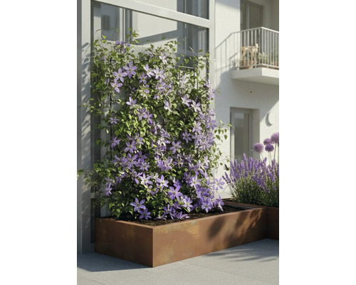 Klimmende Clematis met paarse bloemen in een grote rechthoekige metalen plantenbak op een modern terras.